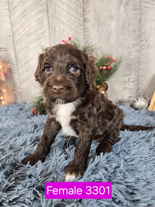 Chloe & Chip’s November 2024 Litter - Image 3