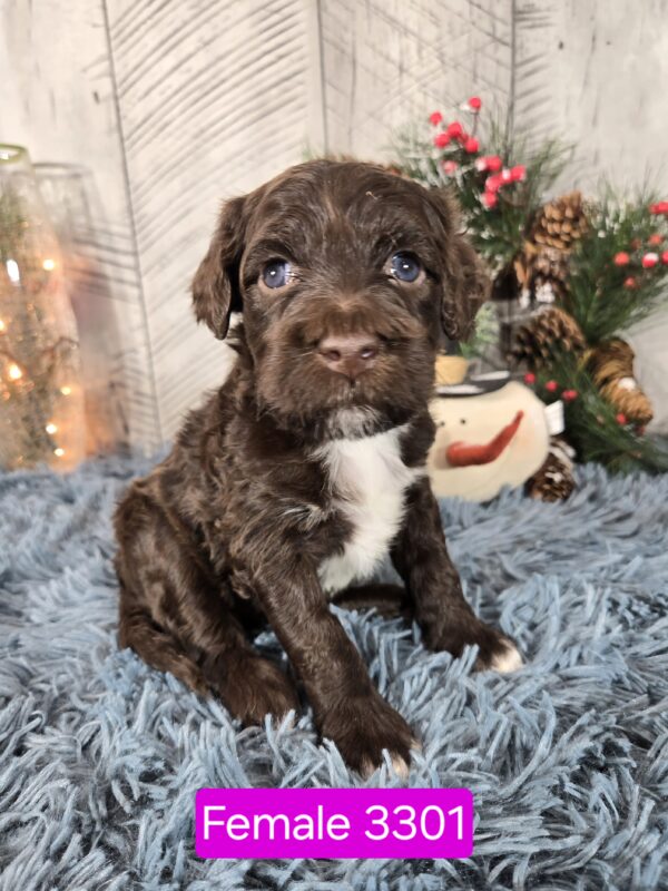 Chloe & Chip’s November 2024 Litter - Image 2