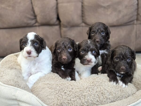 Samantha & Chip’s January 2025 Litter
