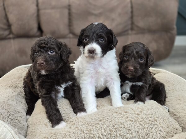 Samantha & Chip’s January 2025 Litter - Image 2
