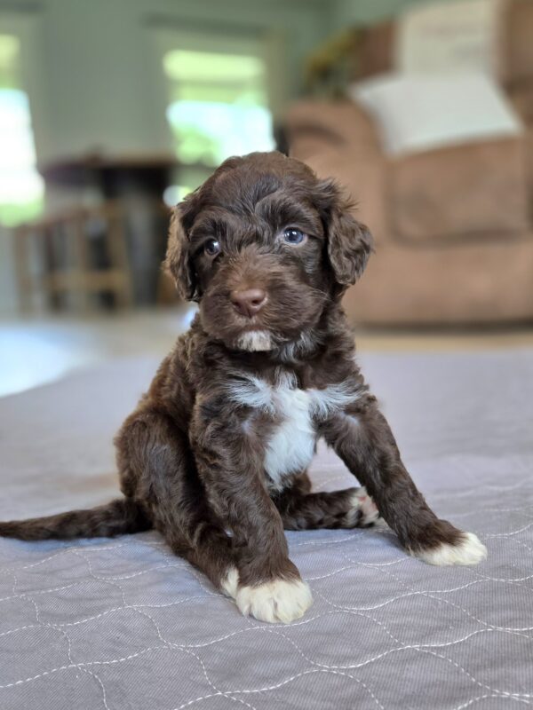 Willow