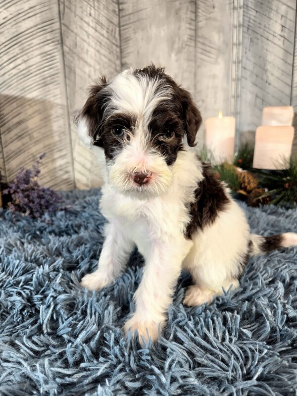 Miss Bailey - Image 2
