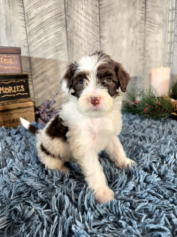 Miss Bailey - Image 4