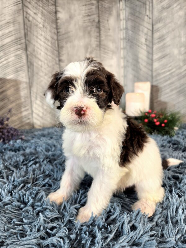 Miss Bailey - Image 5