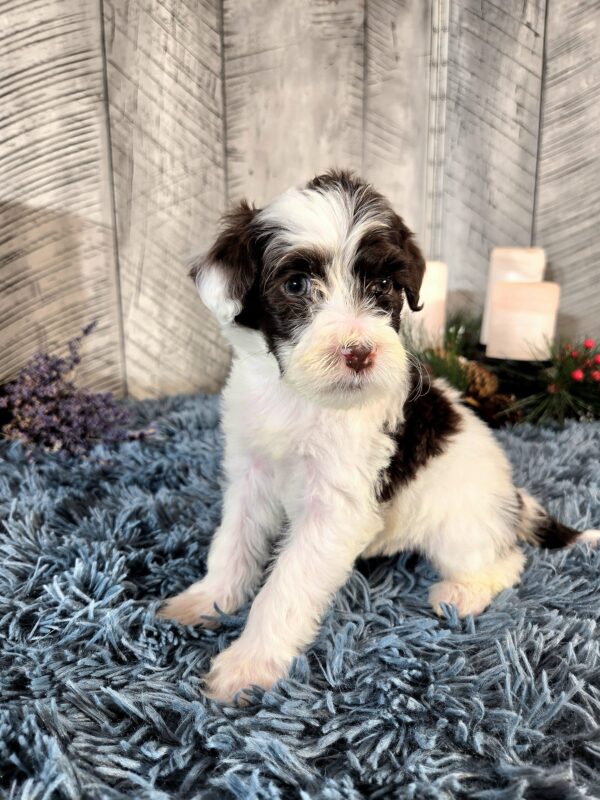 Miss Bailey - Image 6