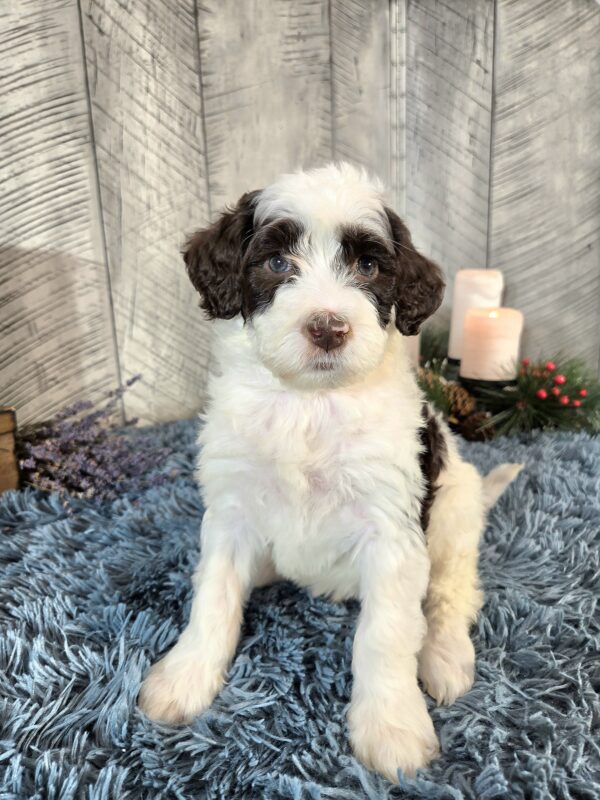 Miss Annabelle - Image 2