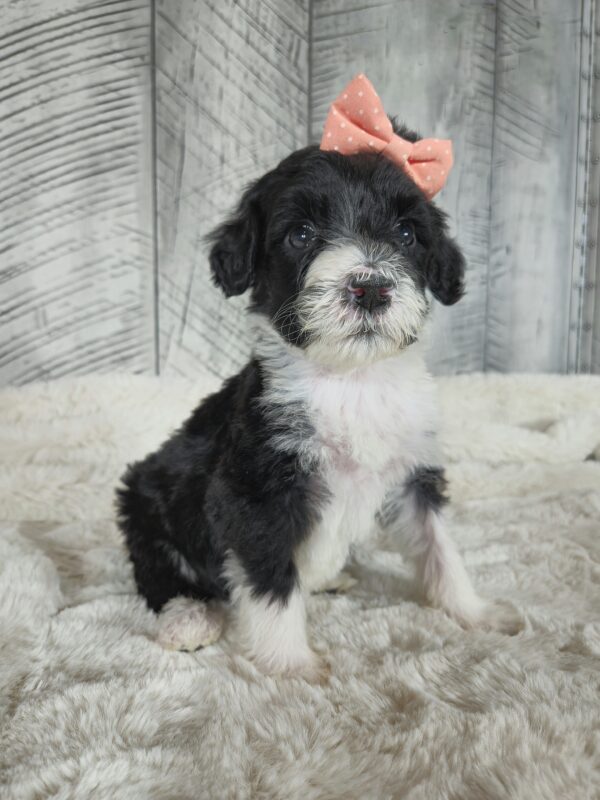 Hazel's January 2025 Litter *Puppies are here!* - Image 5