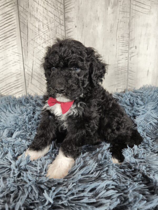 Hazel's January 2025 Litter *Puppies are here!* - Image 10