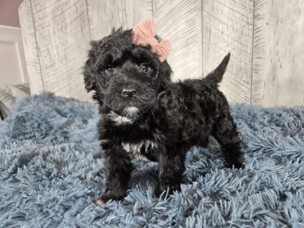 Hazel's January 2025 Litter *Puppies are here!* - Image 9