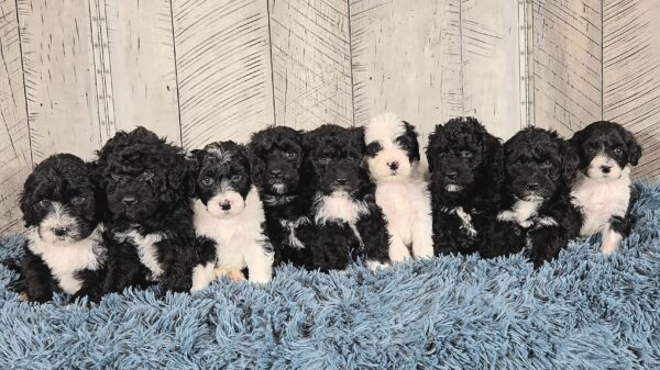 Hazel's January 2025 Litter *Puppies are here!*