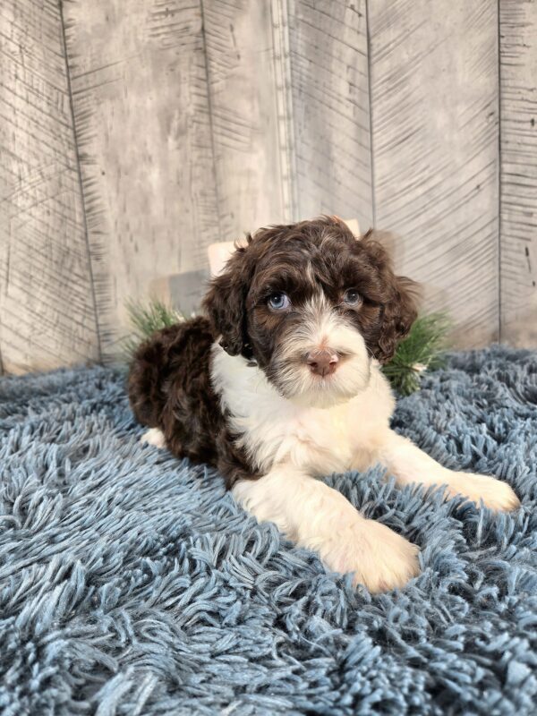 Miss Penelope - Image 2