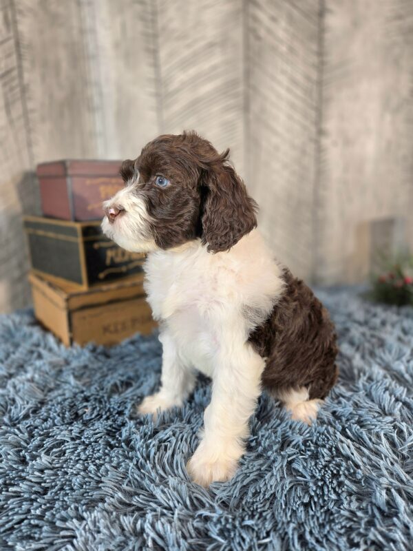 Miss Penelope - Image 3