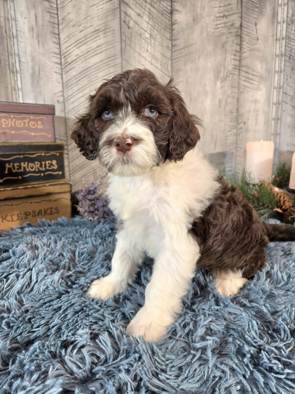 Miss Penelope - Image 4