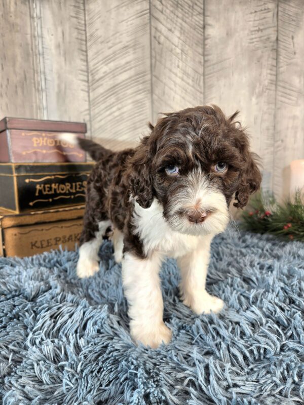Miss Penelope - Image 5
