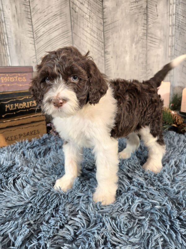 Miss Penelope - Image 6