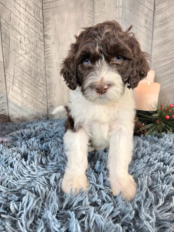 Miss Penelope - Image 7