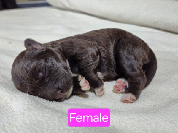 Daisy's March '25 Litter - Image 2