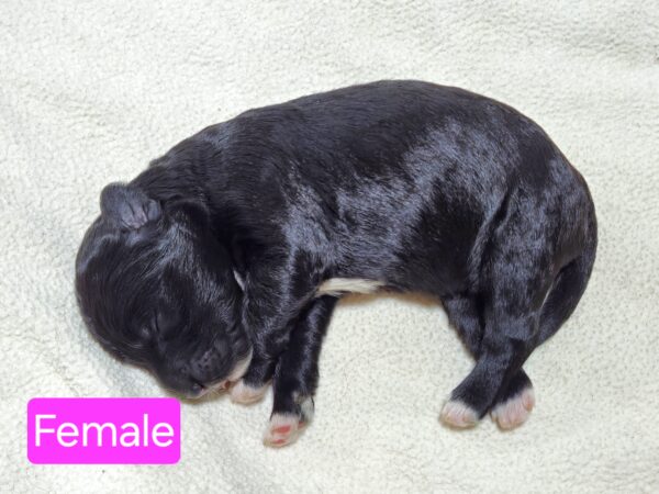 Daisy's March '25 Litter - Image 3