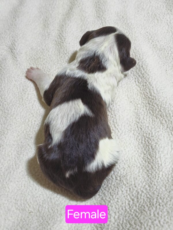 Daisy's March '25 Litter - Image 5
