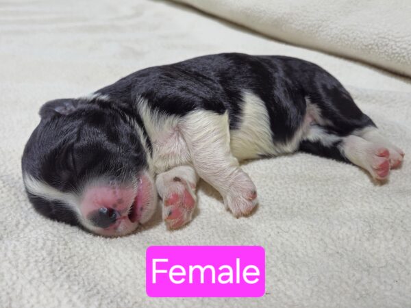 Daisy's March '25 Litter - Image 4