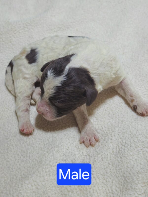 Daisy's March '25 Litter - Image 6