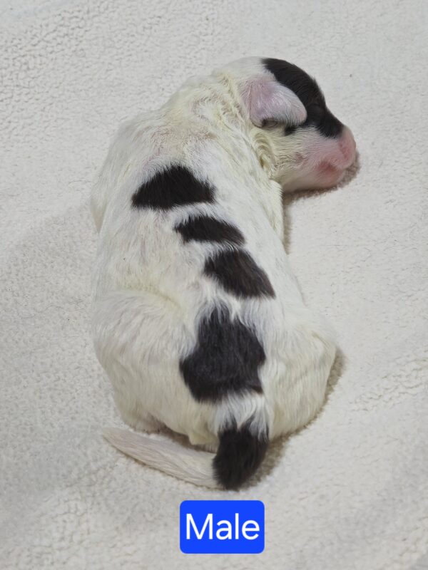 Daisy's March '25 Litter - Image 7
