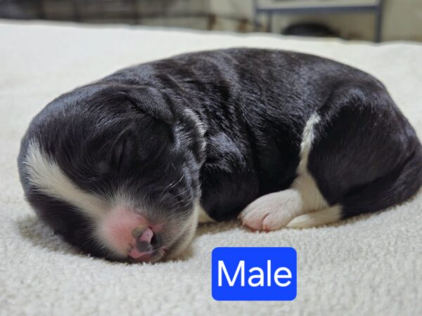 Daisy's March '25 Litter - Image 8