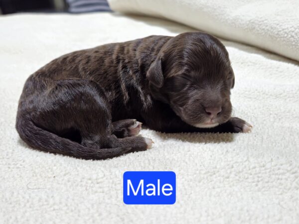 Daisy's March '25 Litter - Image 9