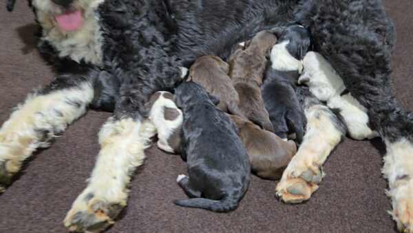 Daisy's March '25 Litter