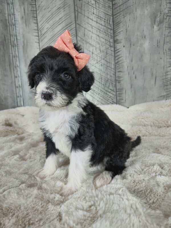 Buttercup - Image 2