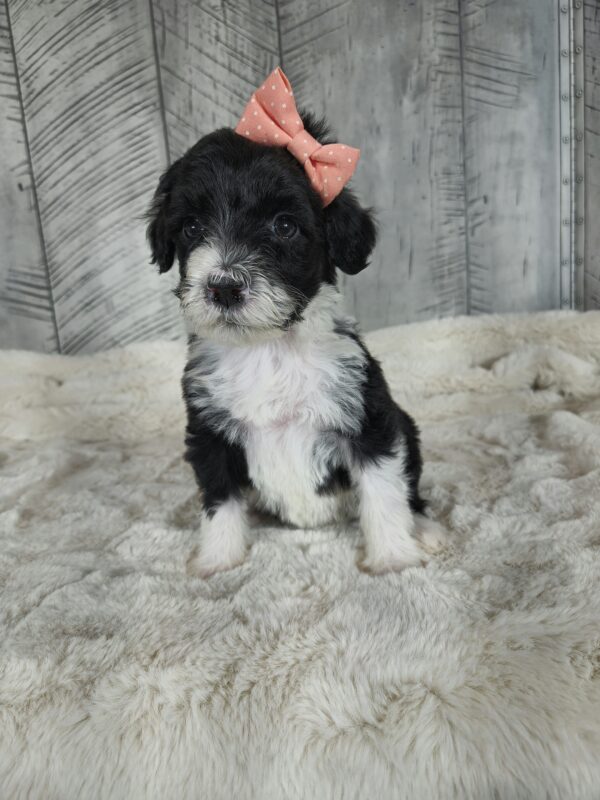 Buttercup - Image 3
