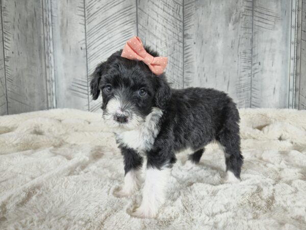 Buttercup - Image 4