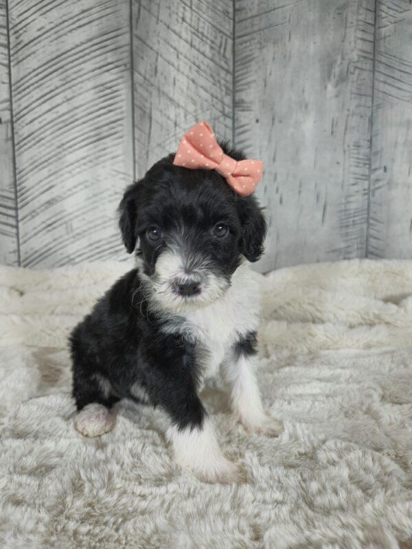Buttercup - Image 5