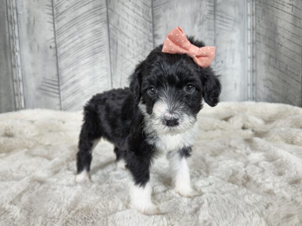Buttercup - Image 6