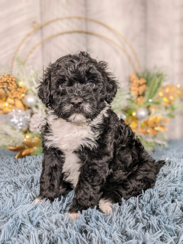 Remi's Summer '25 Litter - Image 3