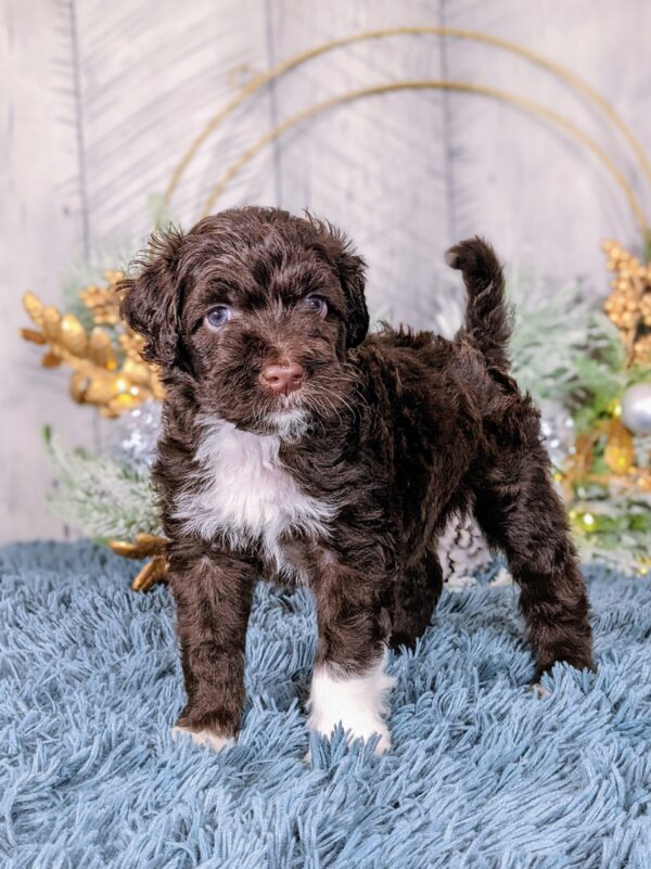 Remi's Summer '25 Litter - Image 4