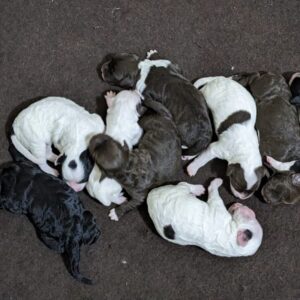 Rainie's October '25 Litter