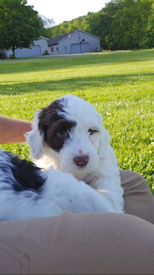 Miss Annabelle