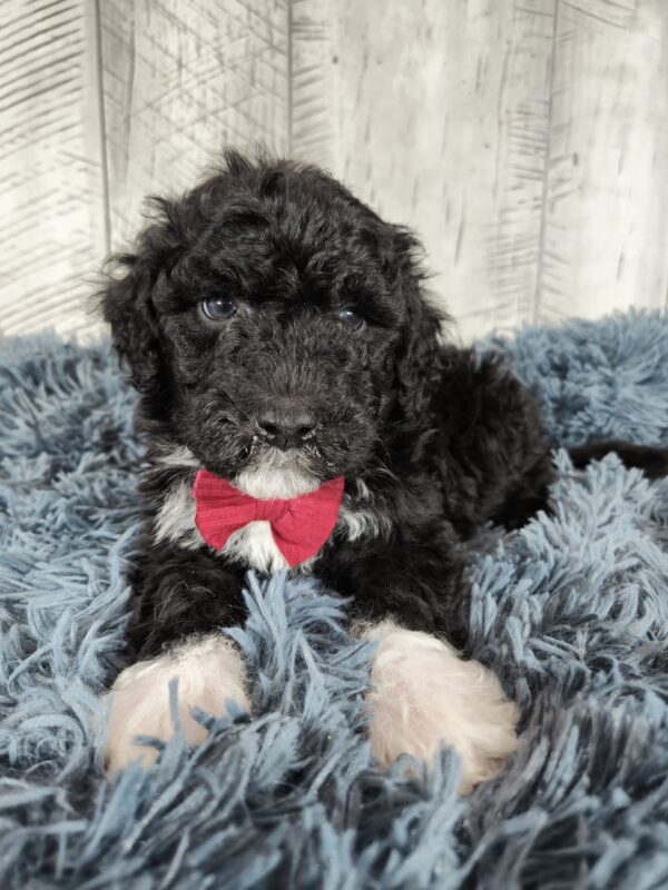 Hazel's Sept '25 Litter - Image 9