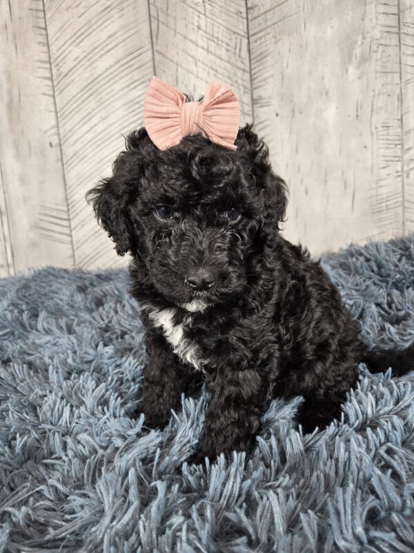 Hazel's Sept '25 Litter - Image 4