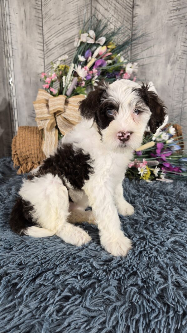 PUPPY RAFFLE TICKETS - Image 2