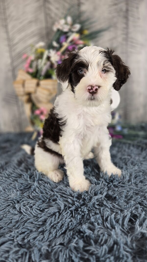PUPPY RAFFLE TICKETS - Image 6