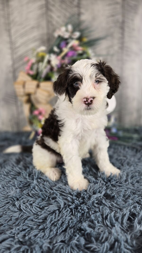 PUPPY RAFFLE TICKETS - Image 4