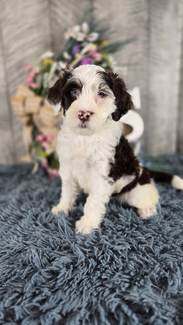 PUPPY RAFFLE TICKETS - Image 5