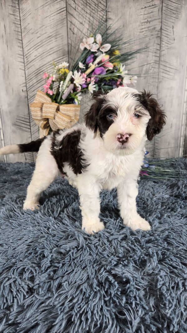 PUPPY RAFFLE TICKETS - Image 3
