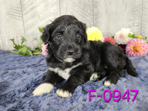 Hazel's Sept '25 Litter - Image 10