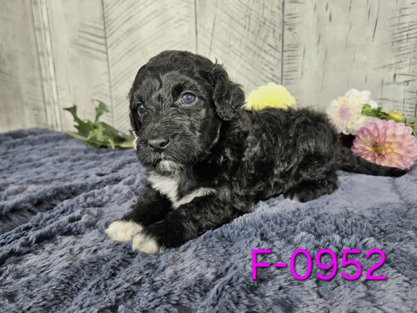 Hazel's Sept '25 Litter - Image 9