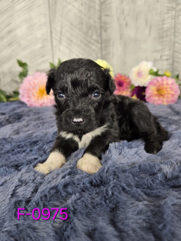 Hazel's Sept '25 Litter - Image 6