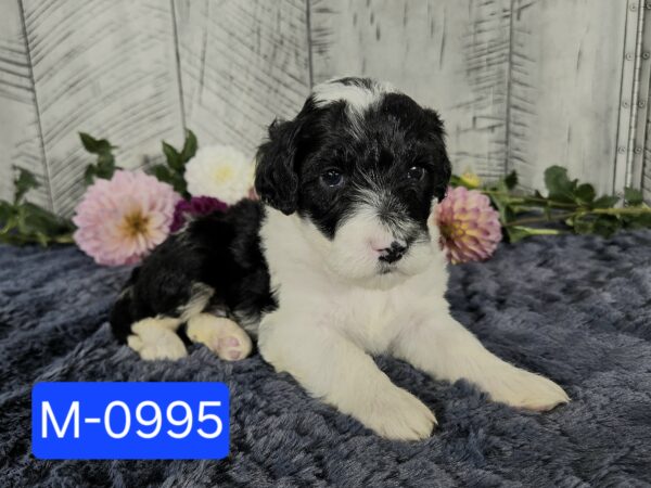 Hazel's Sept '25 Litter - Image 2