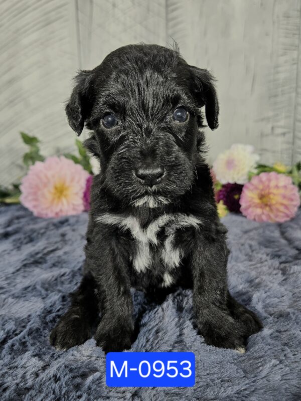 Hazel's Sept '25 Litter - Image 3